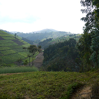 Photo de Rwanda - Nyungwe